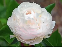 Пион - Paeonia  Grp 'Mothers Choice D11 H30
