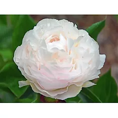 Пион - Paeonia  Grp 'Mothers Choice D11 H30