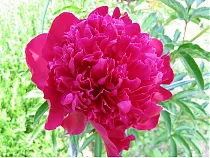 Пион - Paeonia lactiflora 'Karl Rosenfield' D11 H30