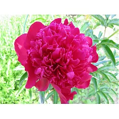 Пион - Paeonia lactiflora 'Karl Rosenfield' D11 H30