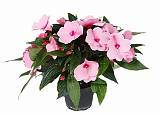 Бальзамин (Импатиенс)- Balsaminaceae D12 H25