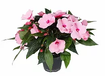 Бальзамин (Импатиенс)- Balsaminaceae D12 H25