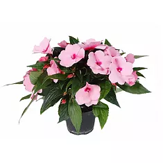 Бальзамин (Импатиенс)- Balsaminaceae D12 H25