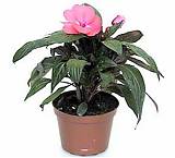 Бальзамин (Импатиенс) - Balsaminaceae D10 H20