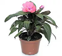 Бальзамин (Импатиенс) - Balsaminaceae D10 H20