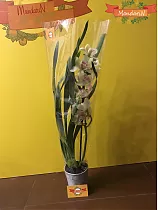 Цимбидиум светло-желтый 1 цветонос - Cymbidium  D12 H50