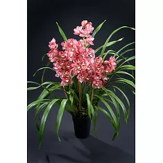 Цимбидиум Bedrock - Cymbidium  D18 H90