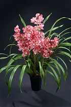 Цимбидиум Bedrock - Cymbidium  D18 H90