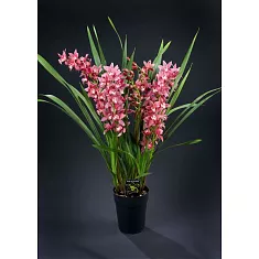 Цимбидиум Allison Shaw - Cymbidium  D18 H90