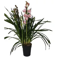 Цимбидиум Donker Roze - Cymbidium  D18 H90
