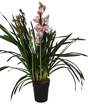 Цимбидиум Donker Roze - Cymbidium  D18 H90