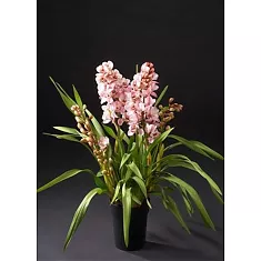 Цимбидиум Cape Queen - Cymbidium  D18 H90