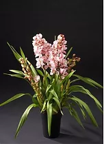 Цимбидиум Cape Queen - Cymbidium  D18 H90