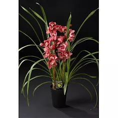 Цимбидиум Cocktail Pary - Cymbidium  D18 H90
