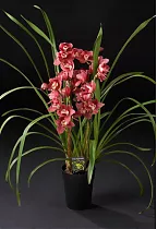 Цимбидиум Cocktail Pary - Cymbidium  D18 H90
