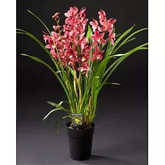Цимбидиум Красный - Cymbidium  D18 H90