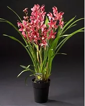 Цимбидиум Красный - Cymbidium  D18 H90