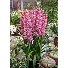 Цимбидиум розовый - Cymbidium  D21 H100
