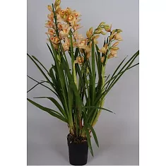 Цимбидиум Бежевый - Cymbidium D18 H90