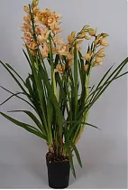 Цимбидиум Бежевый - Cymbidium D18 H90