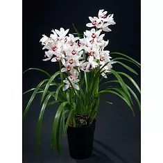 Цимбидиум Pastrol Brazil - Cymbidium D18 H90