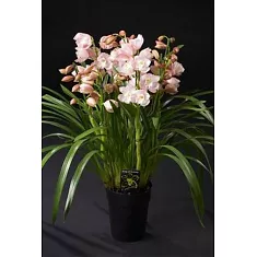 Цимбидиум Enzan Spring - Cymbidium D18 H90