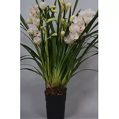 Цимбмдиум Белый - Cymbidium  D21 H100