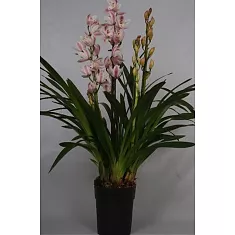 Цимбидиум Розовый - Cymbidium D18 H90