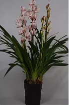 Цимбидиум Розовый - Cymbidium D18 H90