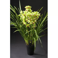 Цимбидиум Green Breeze - Cymbidium  D18 H90