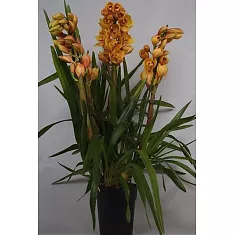 Цимбидиум Оранжевый - Cymbidium  D18 H90