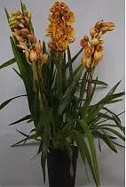 Цимбидиум Оранжевый - Cymbidium  D18 H90