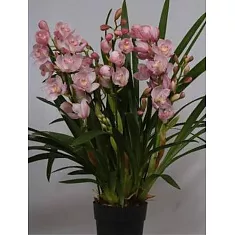 Цимбидиум Licht Roze - Cymbidium  D18 H90