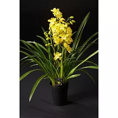 Цимбидиум Dollys Sleeping - Cymbidium D18 H90