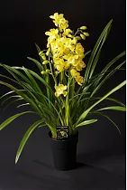 Цимбидиум Dollys Sleeping - Cymbidium D18 H90