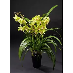 Цимбидиум Baltic Honey - Cymbidium  D18 H90