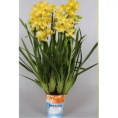 Цимбидиум Желтый - Cymbidium D18 H90