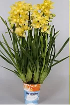Цимбидиум Желтый - Cymbidium D18 H90