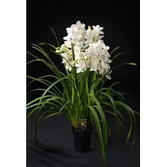 Цимбидиум Baltic Snow - Cymbidium D18 H90
