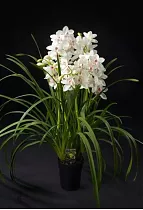 Цимбидиум Baltic Snow - Cymbidium D18 H90