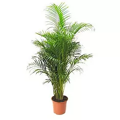 Пальма Арека D25 H150