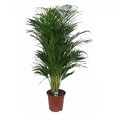Пальма Арека D40 H220