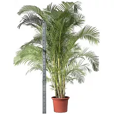 Пальма Арека D55 H300