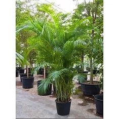 Пальма Арека D60 H350