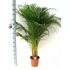 Пальма Арека D24 H140