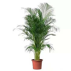 Пальма Арека D35 H200