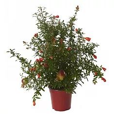 Гранат комнатный - Punica granatum Nana D15 H50