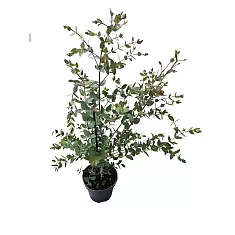 Эвкалипт Парвула - Eucalyptus Parvula D12 H45