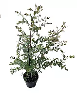 Эвкалипт Парвула - Eucalyptus Parvula D12 H45