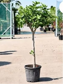 Инжир - Ficus carica D36 H135